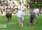 BZ7T7442 Lipizzaner im Burggarten Foto Pfluegl 160719